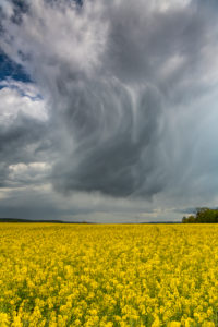 Storm clouds over a rape field Storm clouds over a rape field